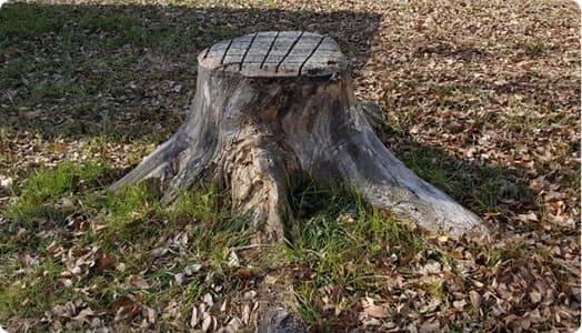 1本からの伐採・抜根可能