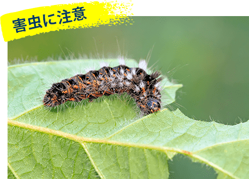 害虫に注意